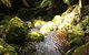 South East Forests National Park - thumb 0
