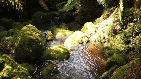 South East Forests National Park - New Castle Holiday 0