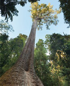 Burrawan State Forest - New Castle Holiday 1