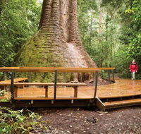 Burrawan State Forest - New Castle Holiday