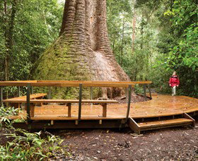 Burrawan State Forest - New Castle Holiday 0