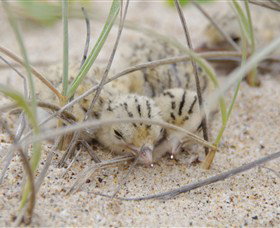 Manning Entrance State Park - New Castle Holiday 2