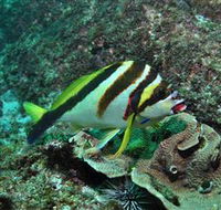 Palm Beach Reef Dive Site - New Castle Holiday