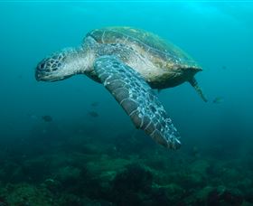 Palm Beach Reef Dive Site - New Castle Holiday 2
