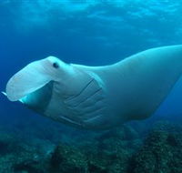 Manta Bommie Dive Site - New Castle Holiday