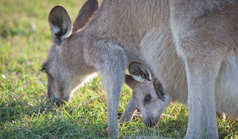 Moonee Beach Nature Reserve - New Castle Holiday 2