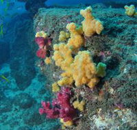 Shag Rock Dive Site - New Castle Holiday