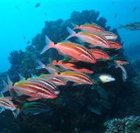 Flat Rock Dive Site - New Castle Holiday