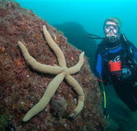Cook Island Dive Site - New Castle Holiday