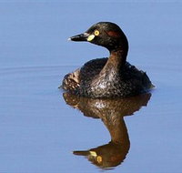 Panboola Wetlands - New Castle Holiday