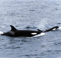Killer Whale Trail - New Castle Holiday