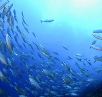Cape Byron Marine Park - New Castle Holiday