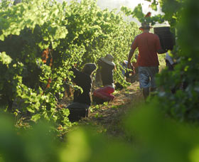 Cullen Wines - New Castle Holiday 2