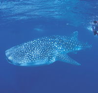 Ningaloo Reef - New Castle Holiday