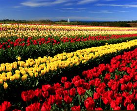 Table Cape - New Castle Holiday 2