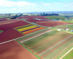 Table Cape - New Castle Holiday 4
