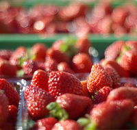 Turners Beach Berry Patch - New Castle Holiday