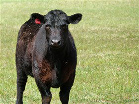 Denham Farm Beef And Lamb - New Castle Holiday 0