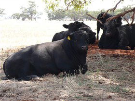 Denham Farm Beef And Lamb - New Castle Holiday 1
