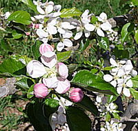 Avro Park Orchards - New Castle Holiday