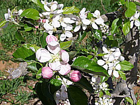 Avro Park Orchards - New Castle Holiday 0