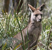 Blue Mountains Guides - New Castle Holiday