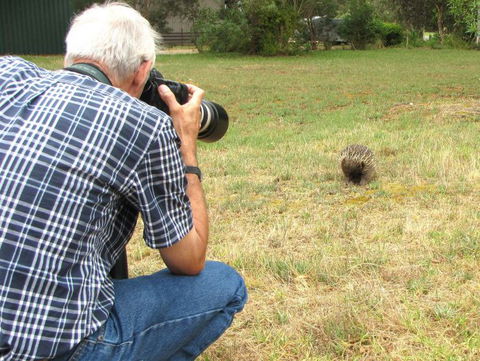 Echidna Walkabout Nature Tours - New Castle Holiday 6