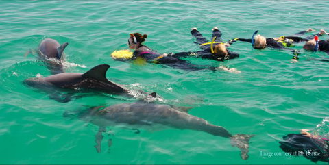 Rockingham Wild Encounters - Swim With Wild Dolphins - New Castle Holiday 2