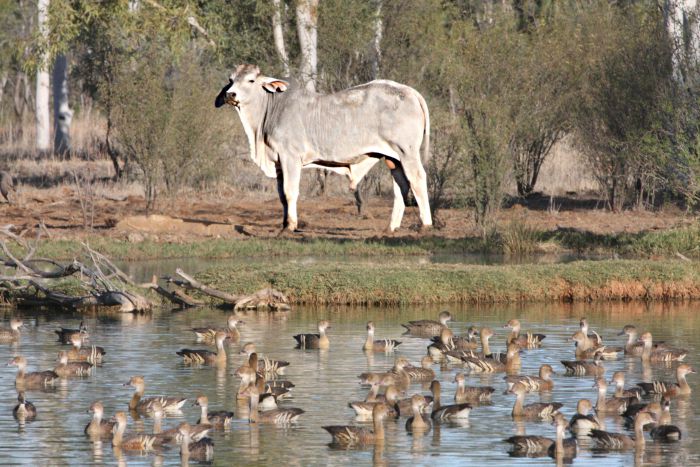 Warenda QLD New Castle Holiday