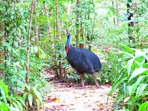 Daintree Safaris - New Castle Holiday 0