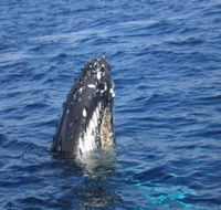 Jervis Bay Whales - New Castle Holiday
