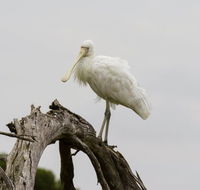 Melbourne Birding Tours - New Castle Holiday