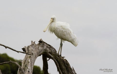 Melbourne Birding Tours - New Castle Holiday 3