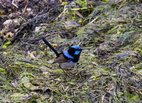 Melbourne Birding Tours - New Castle Holiday 9