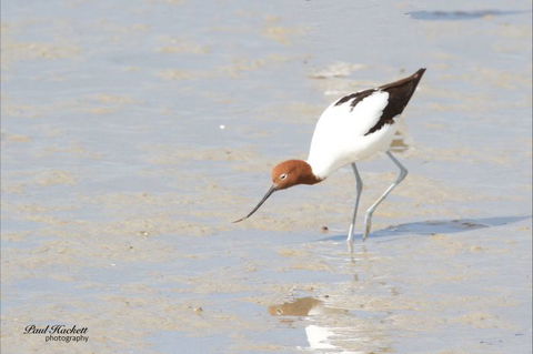 Melbourne Birding Tours - New Castle Holiday 13