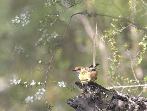 Melbourne Birding Tours - New Castle Holiday 15