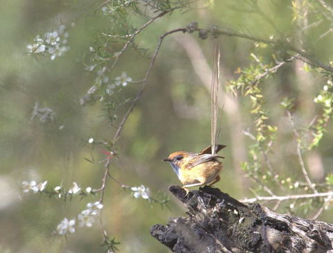 Melbourne Birding Tours - New Castle Holiday 17