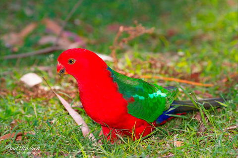 Melbourne Birding Tours - New Castle Holiday 20