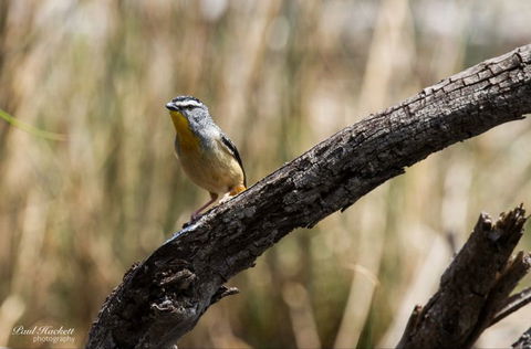 Melbourne Birding Tours - New Castle Holiday 21