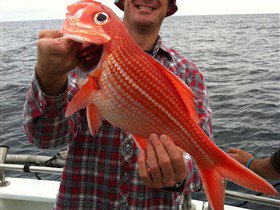 Goin' Off Safaris - New Castle Holiday 2