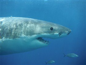 Goin' Off Safaris - New Castle Holiday 6