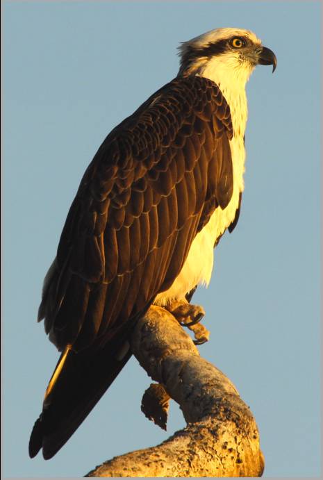 Coastal Visions Photography - New Castle Holiday 2