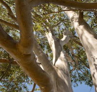 Lindsay Pryor Walk Australian National University - New Castle Holiday