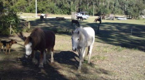 AAA Horse Riding & More - New Castle Holiday 2