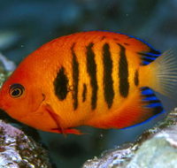 Cairns Marine - New Castle Holiday