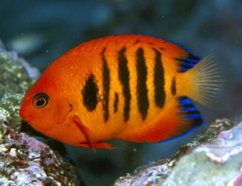 Cairns Marine - New Castle Holiday 0