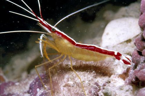 Cairns Marine - New Castle Holiday 1