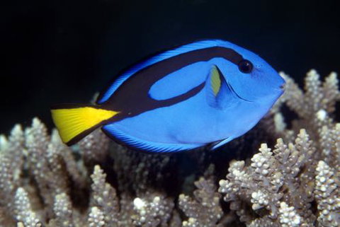 Cairns Marine - New Castle Holiday 2