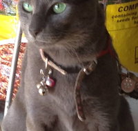 Pets and Saddles - New Castle Holiday