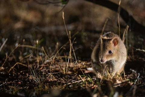 Twilight Tour - New Castle Holiday 0